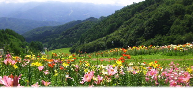 尾瀬岩鞍ゆり園オープン