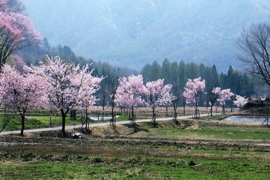 奥利根桜の里（ホタルの里） みなかみ町の自然 高原