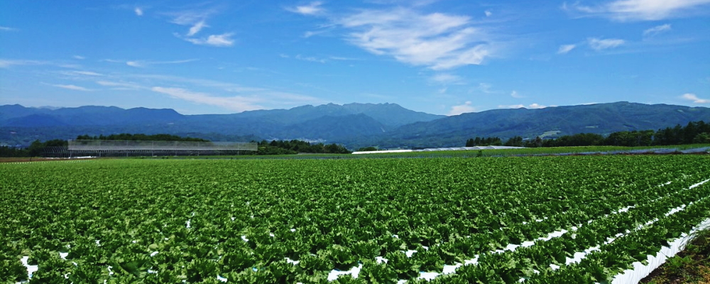 昭和村の宿泊施設